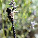 We missed the height of the lavendar bloom but some dragon flies were still interested