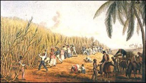 sugar_plantation